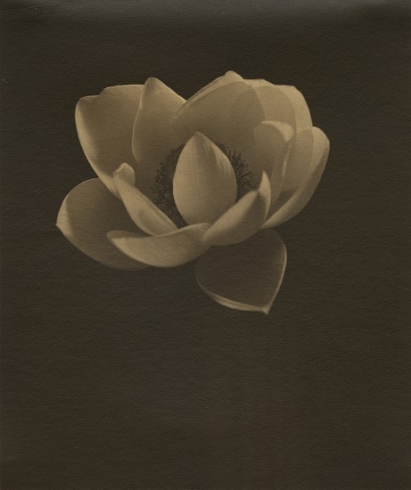 Eduard J. Steichen, Lotus, c. 1915
Vintage palladium print, 7 7/8 x 6 11/16 in. (20 x 17 cm)
Provenance: direct descendant of Eduard Steichen.
7183
$42,000
