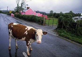 Work: Armagh, N. Ireland