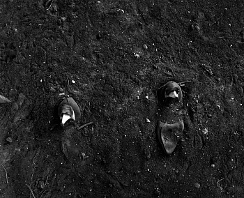 Work: The Field (Malquiladora)