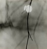 Ralph Eugene Meatyard, Untitled (Zen Twig)
1961, Vintage gelatin silver print