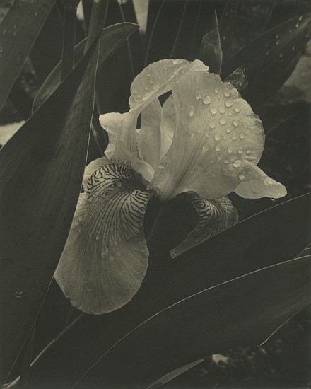 Alma Lavenson, Iris, 1932
Vintage gelatin silver print, 9 7/8 x 7 15/16 in. (25.1 x 20.2 cm)
5167
