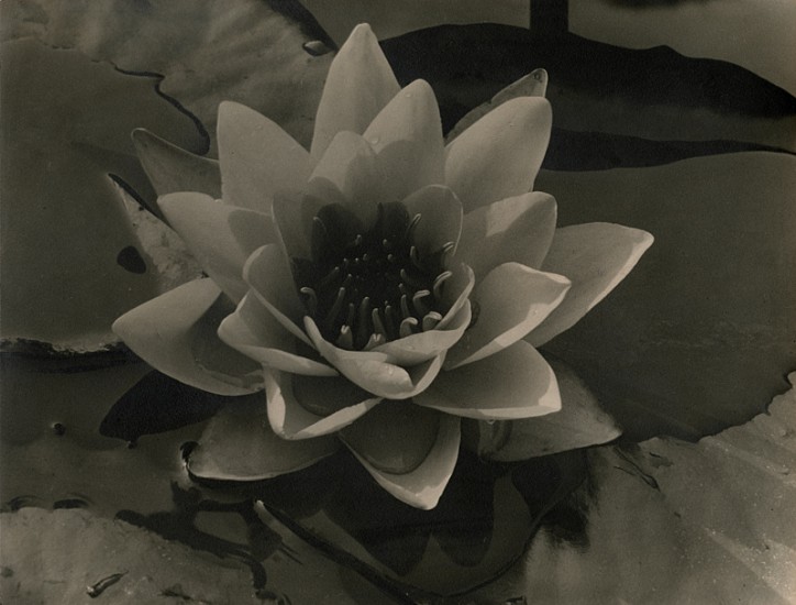 Alma Lavenson, Waterlily, 1932
Vintage gelatin silver print, 7 3/8 x 9 11/16 in. (18.7 x 24.6 cm)
5191