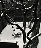André Kertész, Backyard in Snow
1945, Vintage gelatin silver print