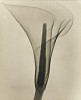 Dain Tasker, Lily
1930, Vintage gelatin silver print