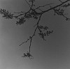 Ken Collins, Fort Greene Suite # 1
2001, Gelatin silver print