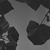 Ken Collins, Fort Greene Suite # 29
2001, Gelatin silver print