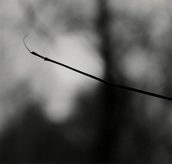 Work: Untitled (Zen Twig)