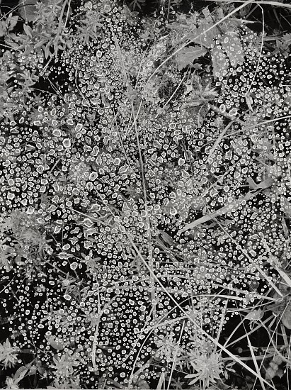 Jean-Pierre Sudre, The Woods, Drops on Grass, c. 1950
Vintage gelatin silver print, 11 3/4 x 15 5/8 in. (29.9 x 39.7 cm)
6665
Sold
