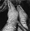 Debbie Fleming Caffery, Gator Love
1995, Gelatin silver print