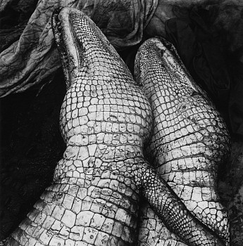 Debbie Fleming Caffery -&nbsp;Gator Love