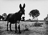 Roger Mayne, Donkey, Yorkshire
1964, Vintage gelatin silver print