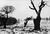 Roger Mayne, Richmond Park, Snow
1965, Vintage gelatin silver print