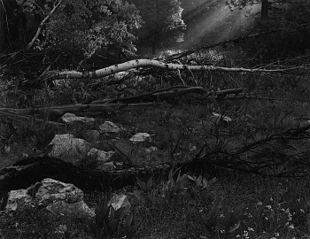 Work: Untitled, Plumas-Eureka State Park, California