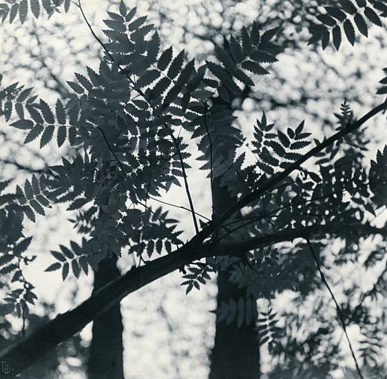 Josef Breitenbach, Forest Limb, c. 1933-39
Vintage toned gelatin silver print, 11 11/16 x 11 1/2 in. (29.7 x 29.2 cm)
5443
Sold