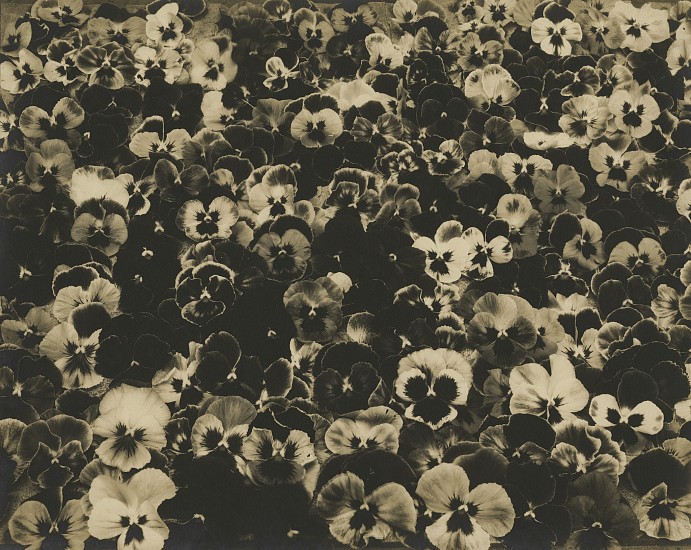 Eduard J. Steichen, Friends, Romans, Countrymen, c. 1920
Vintage gelatin silver print, 9 1/2 x 7 5/8 in. (24.1 x 19.4 cm)
flowers
7186
$18,000
