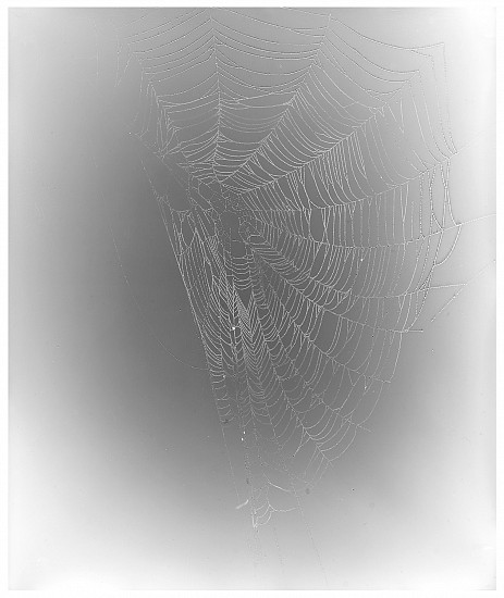 Klea McKenna, Web Study #6, 2013
Gelatin silver print; unique photogram, 23 5/8 x 19 7/8 in. (60 x 50.5 cm)
7689