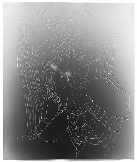 Klea McKenna, Web Study #20, 2015
Gelatin silver print; unique photogram, 23 7/8 x 20 in. (60.6 x 50.8 cm)
price includes framing with Tru Vu Optium acrylic
7691