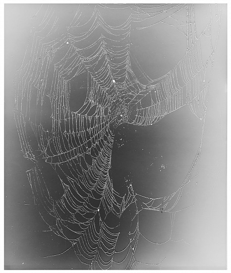 Klea McKenna, Web Study #24, 2015
Gelatin silver print; unique photogram, 23 7/8 x 20 in. (60.6 x 50.8 cm)
7692