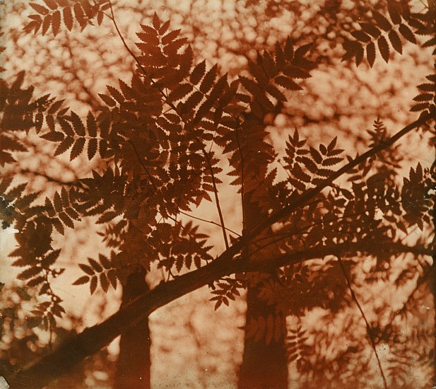 Josef Breitenbach, Forest Limb, c. 1933-39
Vintage toned gelatin silver print, 11 5/8 x 13 in. (29.5 x 33 cm)
5476
