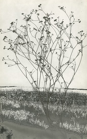 Jean-Pierre Sudre, Matièrè et Végétal, 1983
Vintage toned gelatin silver print; Mordançage, 19 x 12 in. (48.3 x 30.5 cm)
7974
$7,000