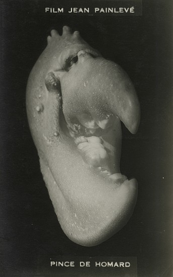 Jean Painlevé et Éli Lotar, Pince de Homard, 1929
Vintage gelatin silver print, 5 3/8 x 3 3/8 in. (13.7 x 8.6 cm)
[Lobster Claw] Later titled "Pince de Homard ou de Gaulle" after the French President in 1945 removed Painleve as director of French cinema.see More Info below for a link to a print of the same image at Centre Pompidou.
8060
$6,000
