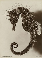 Jean Painlevé Biography