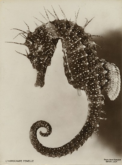 Jean Painlevé, L' Hippocampe Femelle, 1931
Vintage gelatin silver print, 11 x 8 1/8 in. (27.9 x 20.6 cm)
[The Female Seahorse] (most likely made during the filming of L'Hippocampe)see More Info below for a link to an excerpt of the film
8058
Sold