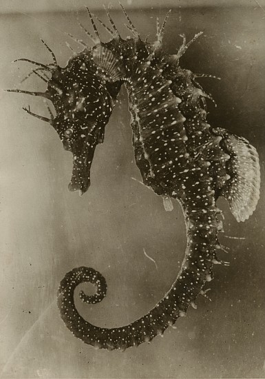 Jean Painlevé, L' Hippocampe Femelle, 1931
Vintage gelatin silver print, 5 1/4 x 3 5/8 in. (13.3 x 9.2 cm)
[The Seahorse] (most likely made during the filming of L'Hippocampe)see More Info below for a link to an excerpt of the film
8059
Sold