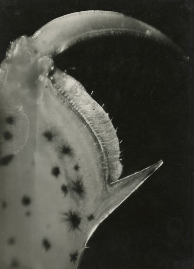 Jean Painlevé et Éli Lotar, Patte de Crevettes, 1929
Vintage gelatin silver print, 8 5/8 x 6 1/4 in. (21.9 x 15.9 cm)
[Paw of Shrimp] (most likely made during the filming of Crabes et Crevettes)see More Info below for a link to an excerpt of the film
8055
$6,500