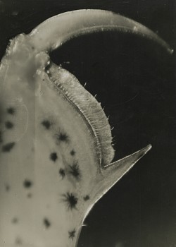 Work: Patte de Crevettes