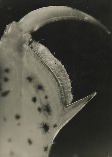Jean Painlevé et Éli Lotar, Patte de Crevettes, 1929
Vintage gelatin silver print, 14 1/4 x 8 3/8 in. (36.2 x 21.3 cm)
[Paw of Shrimp] or Pince du Crevettes de Sable [Claw of Sand Shrimp] 
(most likely made during the filming of Crabes et Crevettes see More Info below for a link to an excerpt of the film)
8061
Sold
