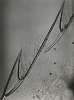 Jean Painlev&Atilde;&copy; et &Atilde;li Lotar Biography