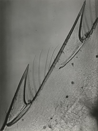 Jean Painlevé et Éli Lotar, Détails trés grossis du rostre de la tête d’une crevette, 1929
Vintage gelatin silver print, 8 1/8 x 6 1/8 in. (20.6 x 15.6 cm)
[Very enlarged details of the rostrum of the head of a shrimp]most likely made during the filming of Crabes et Crevettessee More Info below for a link to an excerpt of the film and a link to a print of the same image at Centre Pompidou
7597
$6,000