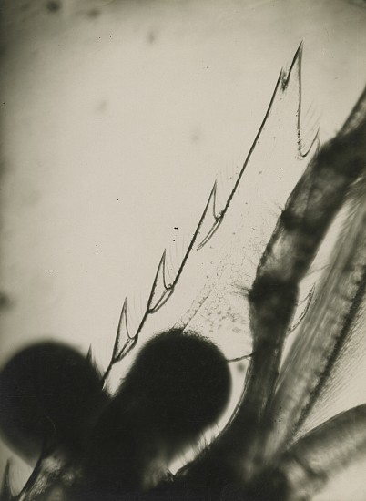 Jean Painlevé et Éli Lotar, Rostre sur le nez de la crevette, c. 1929
Vintage gelatin silver print, 8 3/4 x 6 3/8 in. (22.2 x 16.2 cm)
[rostrum/ridge on the shrimp's nose] (most likely made during the filming of Crabes et Crevettes)see More Info below for a link to an excerpt of the film
8056
$6,500