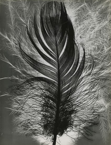 Roger Catherineau | Photogramme | 1956 | Gitterman Gallery Web Site