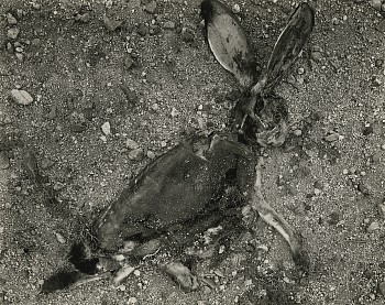 Exhibition: More Avant-Garde, Frederick Sommer