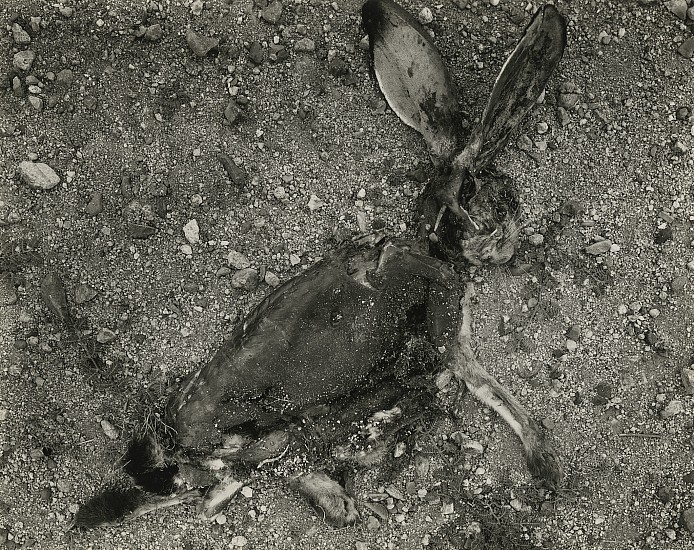 Frederick Sommer, Jackrabbit, 1938
Vintage gelatin print; printed no later than 1949, 7 1/2 x 9 3/8 in. (19.1 x 23.8 cm)
Mounted; signed, titled "Photograph" and dated in pencil on mount verso.
8528
$48,000