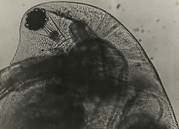 Exhibition: More Avant-Garde, Jean Painlevé