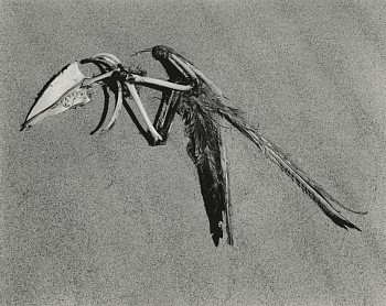 Artist: Edward Weston