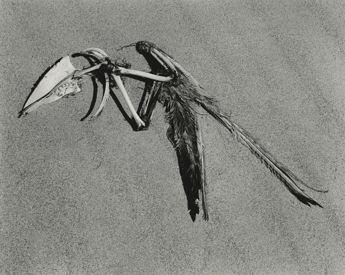 Edward Weston, Bird Skeleton, Oceano, California, 1936
Vintage gelatin silver print, 7 1/2 x 9 1/2 in. (19.1 x 24.1 cm)
Mounted to 15 x 15 1/2 board; signed with negative "22B" in pencil on mount verso.
2599
$18,000