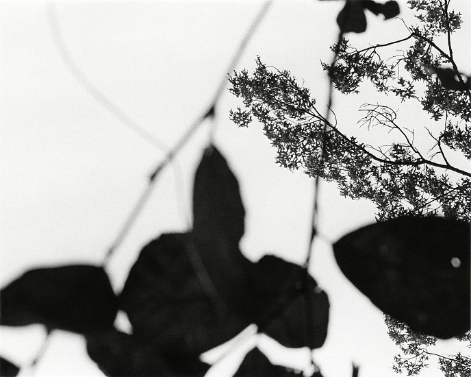 Harry Callahan, Untitled, c. 1960s
Vintage gelatin silver print, 4 5/8 x 5 13/16 in. (11.8 x 14.8 cm)
Signed in pencil on print recto with notations in pencil on print verso.
8619
$7,500