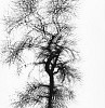 Harry Callahan, Multiple Exposure Tree, Chicago
1956, Gelatin silver print; printed 1970s